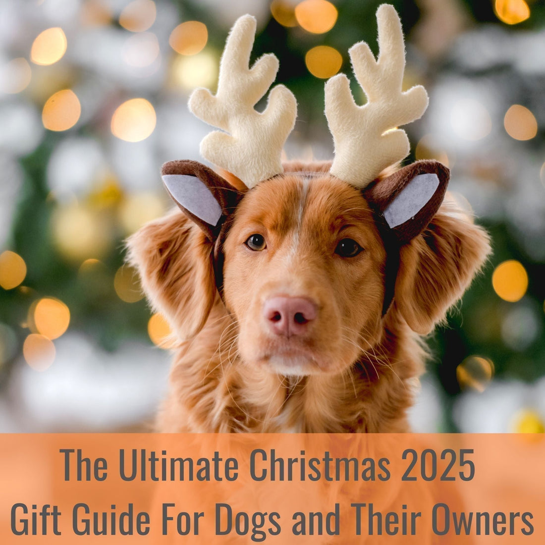 The ULTIMATE Christmas Gift Guide for Dog Lovers (2025)
