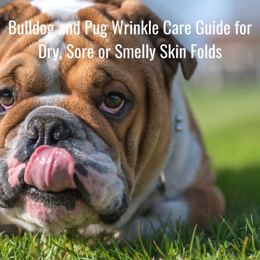 Bulldog and Pug Wrinkle Care Guide for Dry, Sore or Smelly Skin Folds