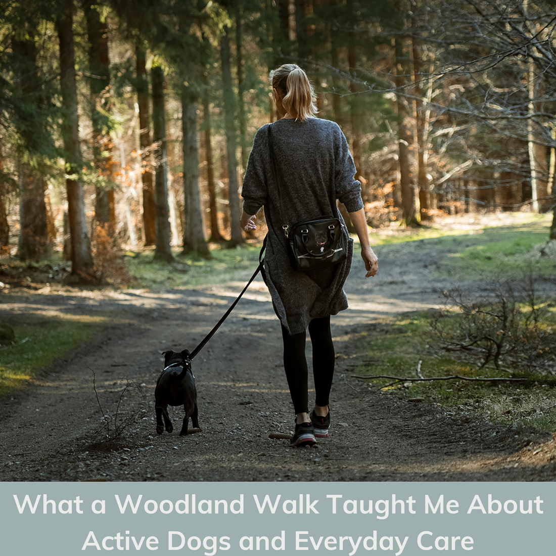 What a Woodland Walk Taught Me About Active Dogs and Everyday Care