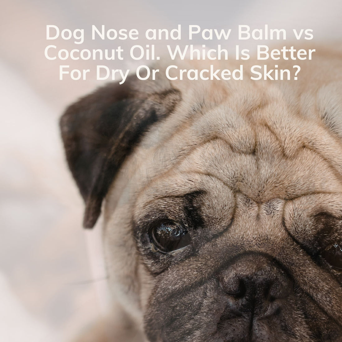 A picture of a pug dog with a very dry nose
