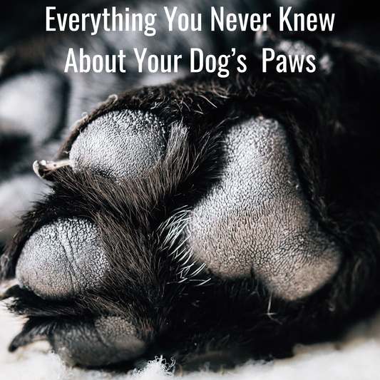 A close up picture of a dogs paw pad