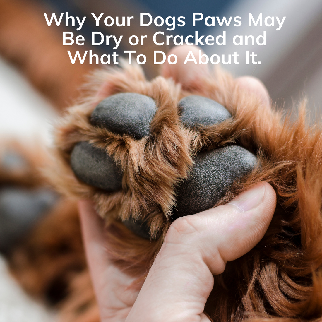 Why Are My Dog's Paws Dry and Cracked?