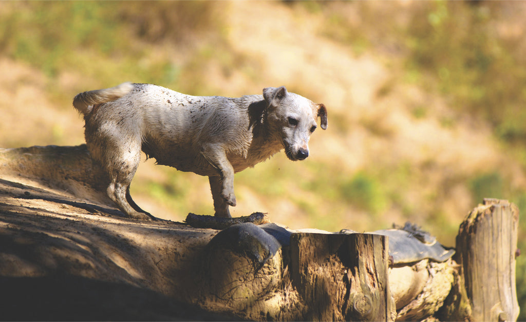 Alabama Rot - What is it?
