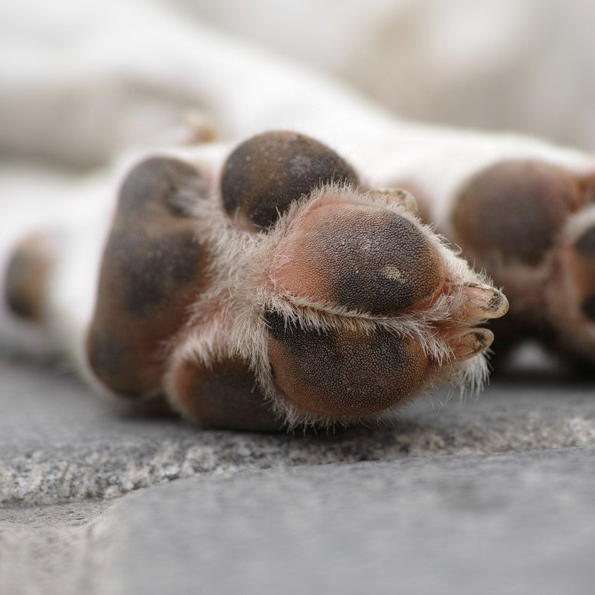 Everything You Never Knew About Dog Paws